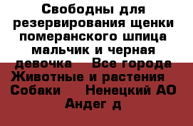 Свободны для резервирования щенки померанского шпица мальчик и черная девочка  - Все города Животные и растения » Собаки   . Ненецкий АО,Андег д.